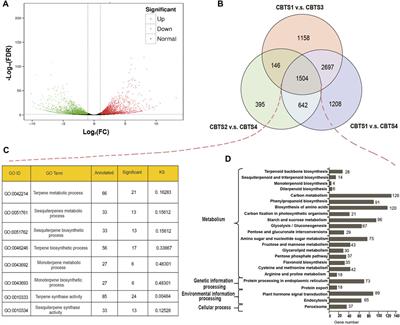 Full-length transcriptome sequencing reveals the molecular mechanism of monoterpene and sesquiterpene biosynthesis in Cinnamomum burmannii